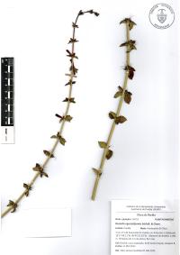 Russelia equisetiformis image