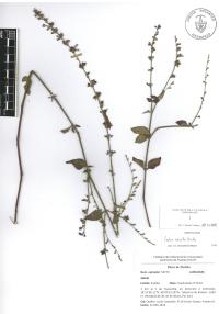 Salvia misella image