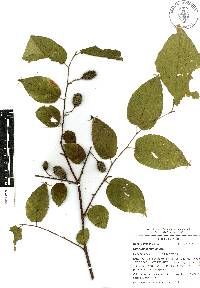 Guazuma ulmifolia image