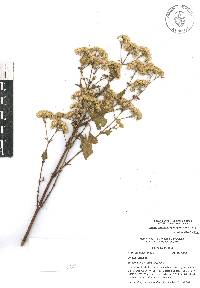 Ageratina adenophora image