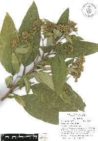 Cestrum thyrsoideum image