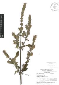 Salvia polystachia image