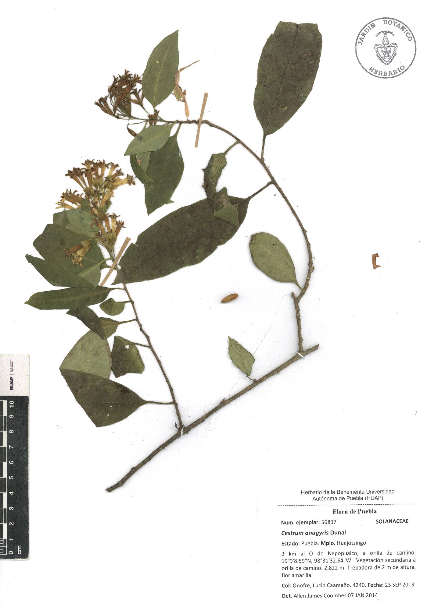 Cestrum anagyris image