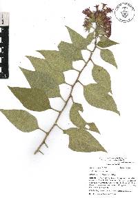 Cestrum roseum image