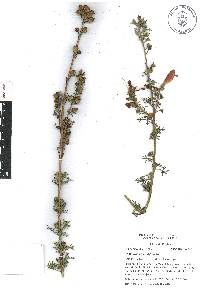 Lamourouxia multifida image