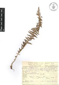 Woodsia mollis image