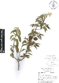 Salvia breviflora image