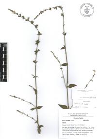 Salvia misella image