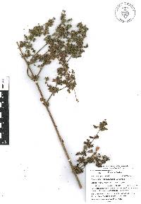 Mesosphaerum suaveolens image