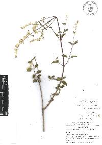 Salvia breviflora image