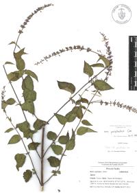 Salvia polystachia image