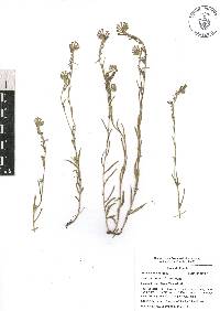 Lithospermum strictum image