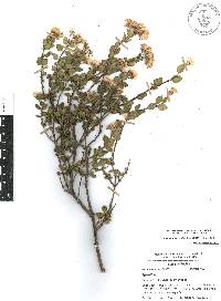 Ageratina calophylla image