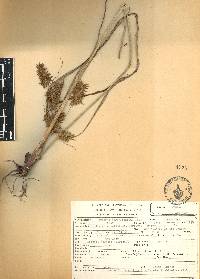 Cyperus hermaphroditus image