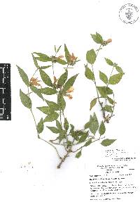 Justicia pacifica image