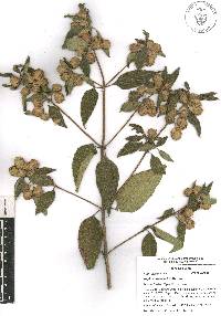 Lippia mexicana image