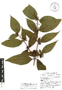 Miconia dentata image