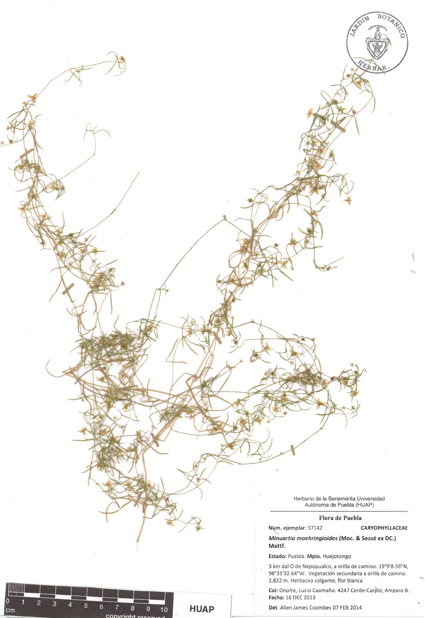 Triplateia moehringioides image
