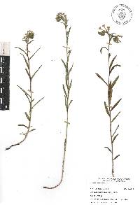 Lithospermum strictum image