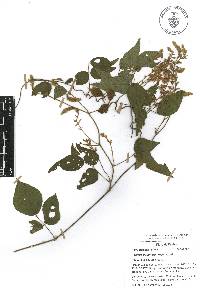 Galactia viridiflora image