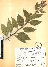 Cestrum roseum image