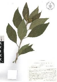 Cestrum roseum image