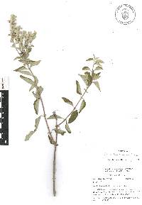 Salvia breviflora image