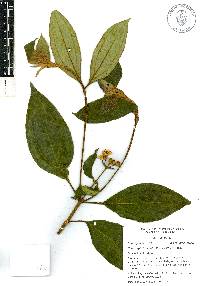 Miconia subhirsuta image