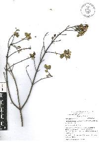 Ageratina espinosarum image