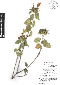 Ruellia sororia image