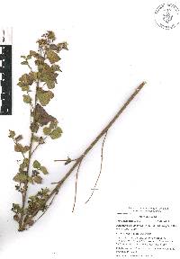 Ageratina espinosarum image