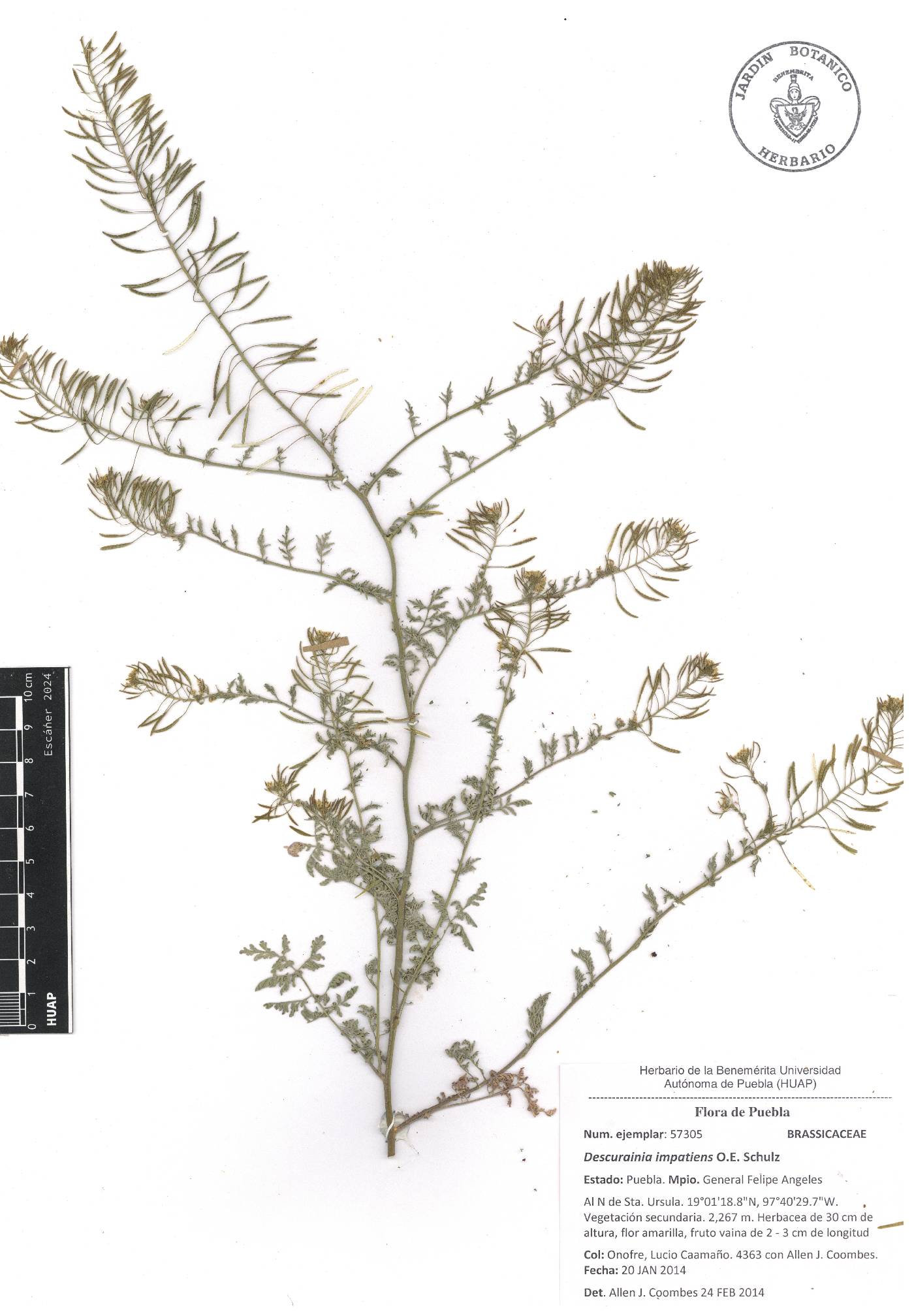 Descurainia impatiens image