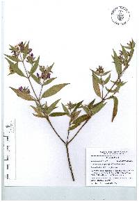 Chaetogastra longifolia image