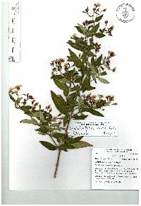 Monochaetum floribundum image