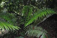 Ceratozamia mexicana image