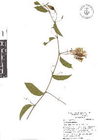 Passiflora serratifolia image