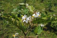 Solanum chrysotrichum image