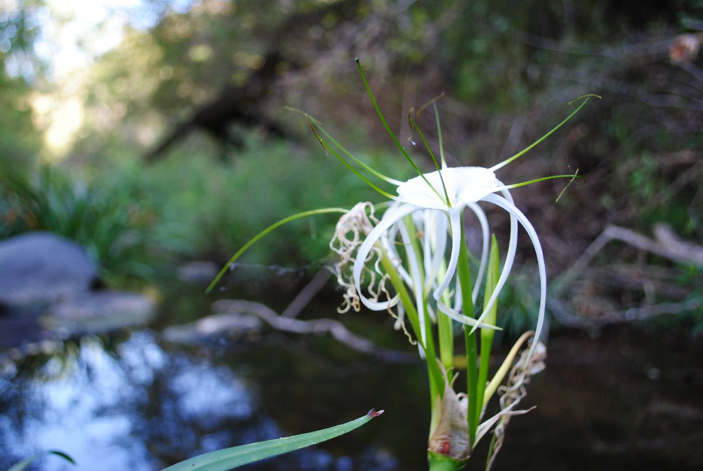 Hymenocallis acutifolia image