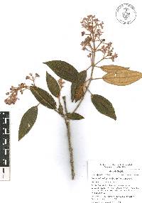 Miconia xalapensis image