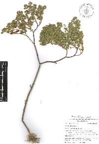 Euphorbia peplus image