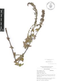 Salvia polystachia image