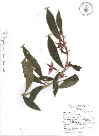 Columnea schiedeana image