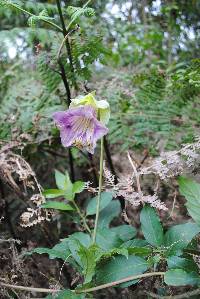 Cobaea scandens image