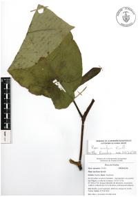 Piper auritum image