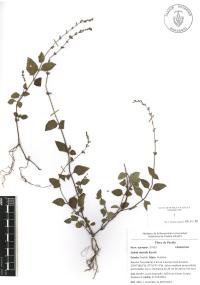 Salvia misella image