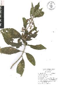 Lippia myriocephala image