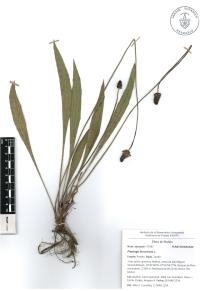 Plantago lanceolata image