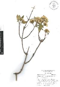 Ageratina glabrata image