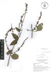 Salvia misella image