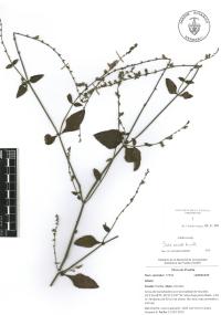 Salvia misella image